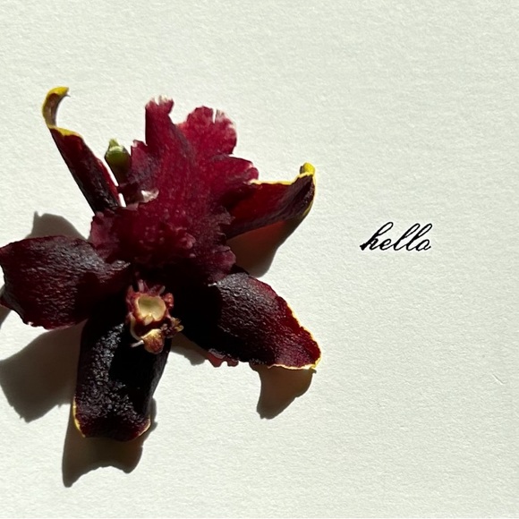 MM La Fleur The Denueve Top in Black Size XL - Picture 4 of 4